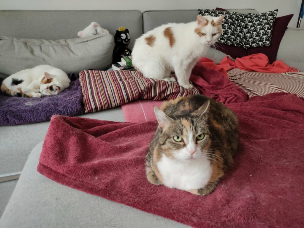Fremde Katze Miaut Vor Der Tür